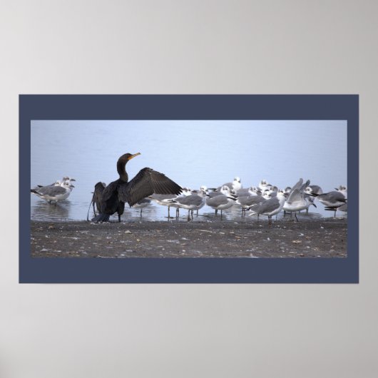 Aalscholver met meeuwen Poster (Voorkant)