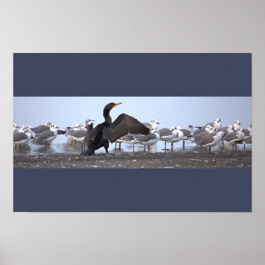 Aalscholver met meeuwen poster (Voorkant)