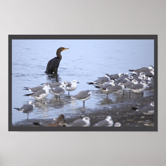 Aalscholver met meeuwen Poster (Voorkant)