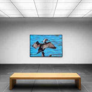 aalscholver met uitspreide vleugels op blauw-water canvas afdruk