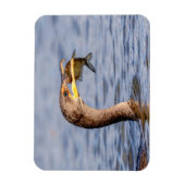 aalscholver met vis magneet (Verticaal)