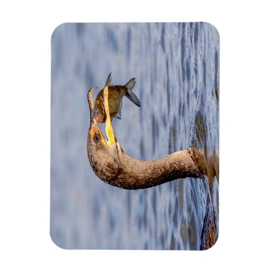 aalscholver met vis magneet (Verticaal)