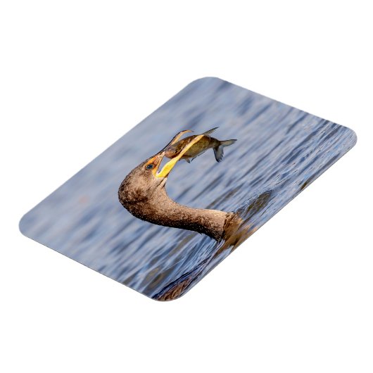 aalscholver met vis magneet (Linkerzijde)