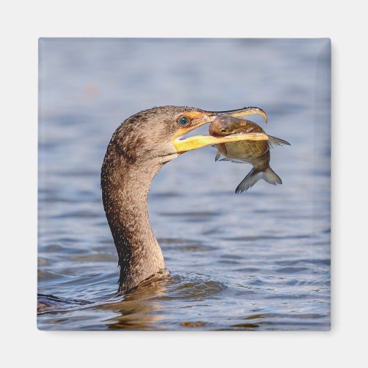 aalscholver met vis magneet (Voorkant)