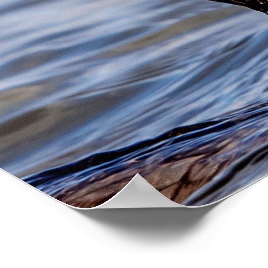 aalscholver met vis poster (Hoek)