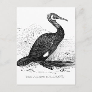 Aalscholver Vintage Vogel Wildlife Tekening Briefkaart