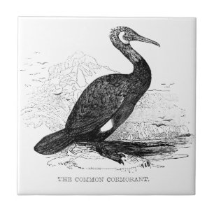 Aalscholver Vintage Vogel Wildlife Tekening Tegeltje
