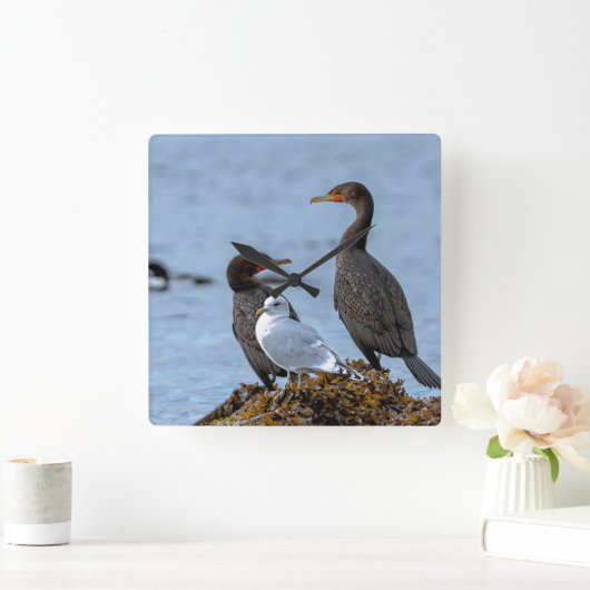 aalscholvers en zeemeeuw vierkante klok (Huis)