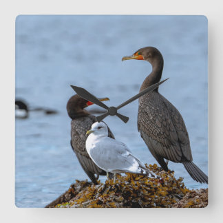 aalscholvers en zeemeeuw vierkante klok