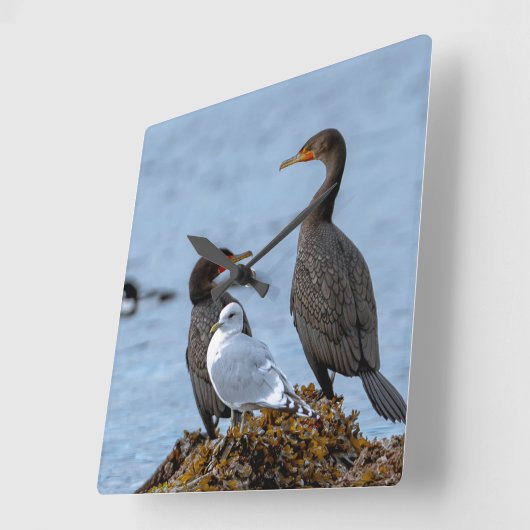 aalscholvers en zeemeeuw vierkante klok (Hoek)