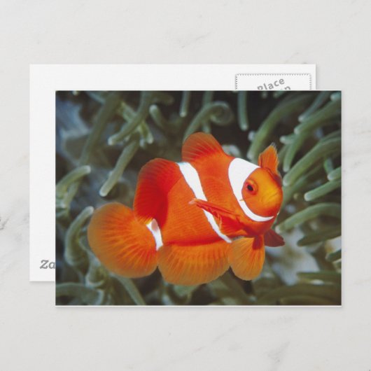 aalvis briefkaart (Voorkant / Achterkant)