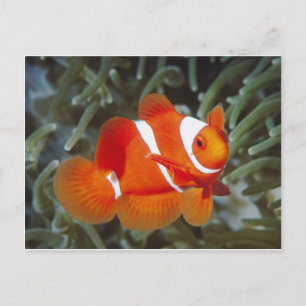 aalvis briefkaart