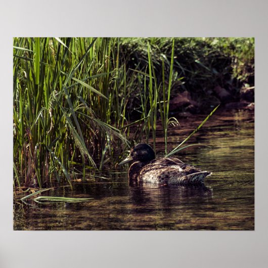 Aan de rand van Pond Poster (Voorkant)