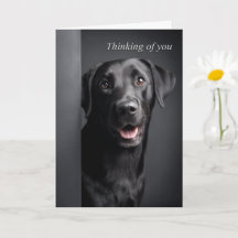 Aan jou denkend Labrador Retriever
