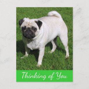 Aan u denkende Postcard met Pug Puppypuppy Hond Briefkaart