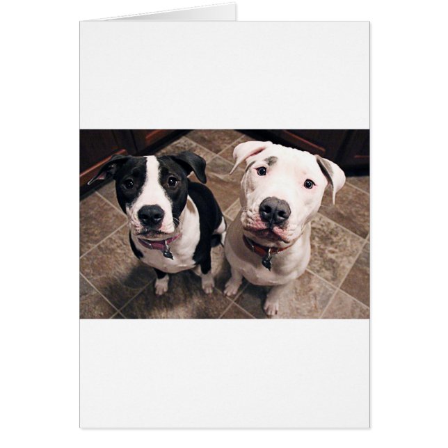 aanbiddelijke pitbull puppy's honden (Voorkant)