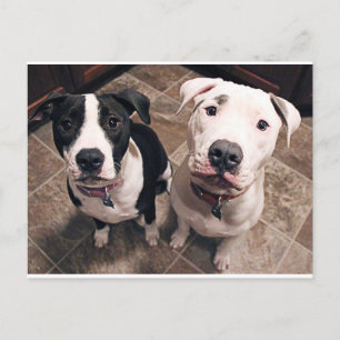 aanbiddelijke pitbull puppy's honden briefkaart