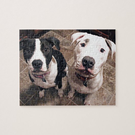 aanbiddelijke pitbull puppy's honden legpuzzel (Horizontaal)