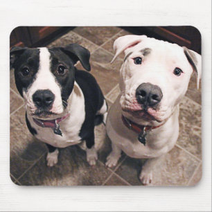 aanbiddelijke pitbull puppy's honden muismat