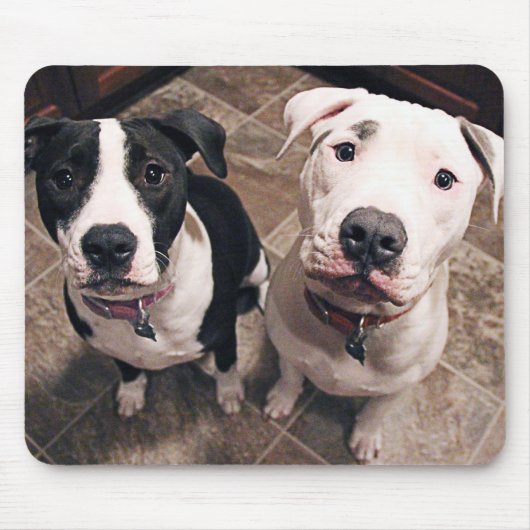 aanbiddelijke pitbull puppy's honden muismat (Voorkant)