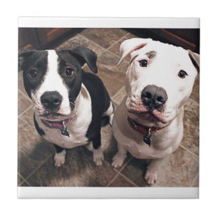 aanbiddelijke pitbull puppy's honden tegeltje