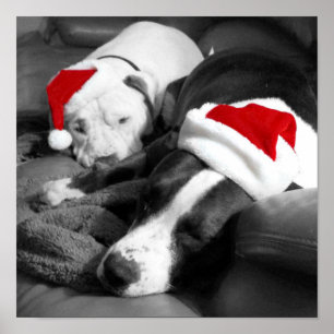 aanbiddelijke slaperige pitbull puppy's kerstman k poster