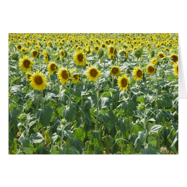 Aandacht (Voorkant Horizontaal)