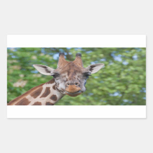 Aandachtige Giraffe Rechthoekige Sticker