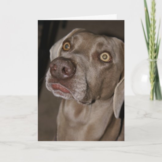 Aandachtige Weimaraner Kaart (Voorkant)