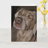 Aandachtige Weimaraner Kaart (Gele Bloem)