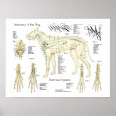 Aandoeningen van het zenuwstelsel Anatomie Poster (Voorkant)