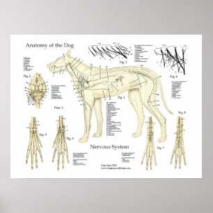 Aandoeningen van het zenuwstelsel Anatomie Poster