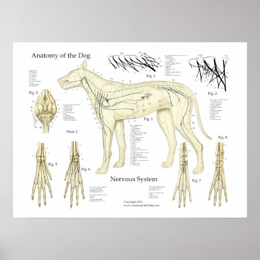 Aandoeningen van het zenuwstelsel Anatomie Poster (Voorkant)