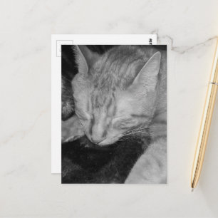 aandoenlijke kaneelkleurige kat in bed in zwart en briefkaart