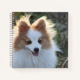 Aandoenlijke pomeranian spitzhond portret fotograf notitieboek