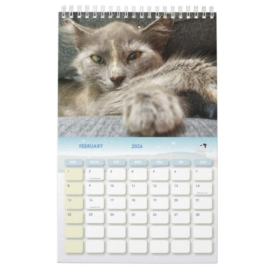aangename grijze kattenfoto's 2026 kalender (Feb 2026)