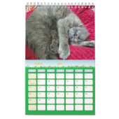 aangename grijze kattenfoto's 2026 kalender (Mar 2026)