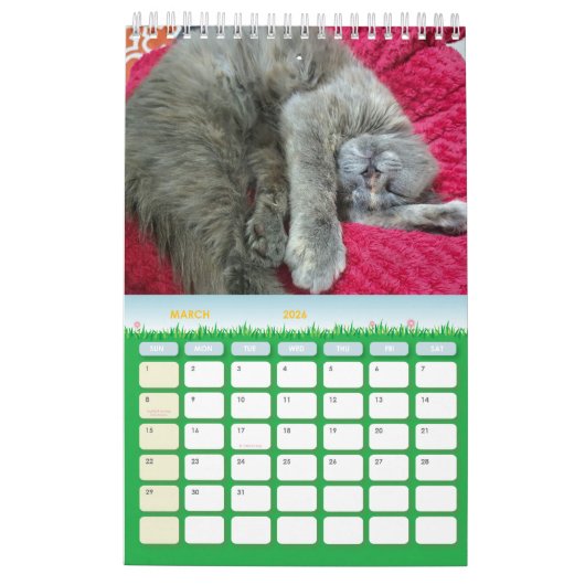 aangename grijze kattenfoto's 2026 kalender (Mar 2026)