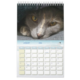 aangename grijze kattenfoto's 2026 kalender