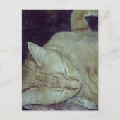 aangename rode poes in bed briefkaart (Voorkant)