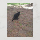 aangename zwerfkat zwarte kitten briefkaart (Voorkant)