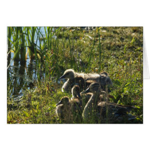 Aangenomen baby gans