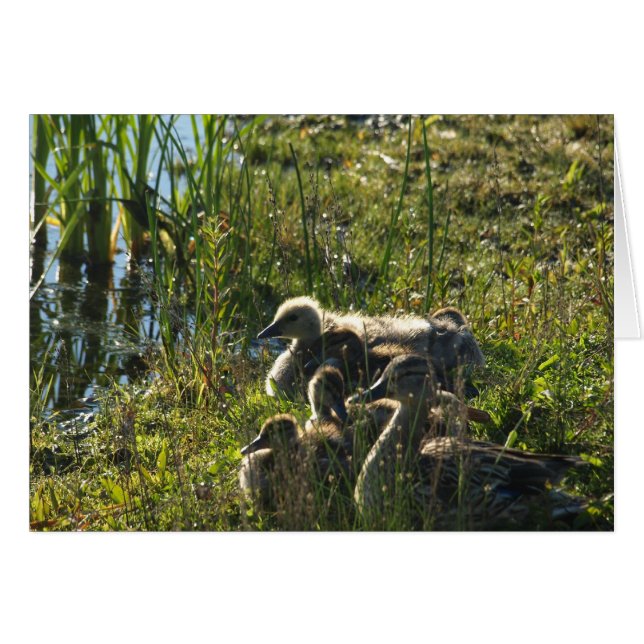 Aangenomen baby gans (Voorkant Horizontaal)