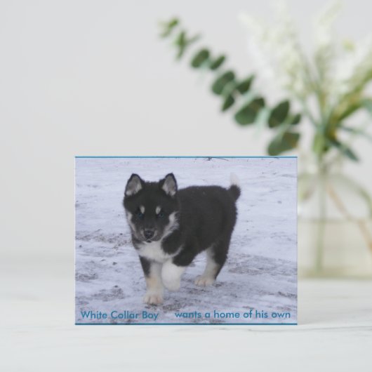 Aangenomen honden briefkaart (Staand voorkant)