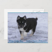 Aangenomen honden briefkaart (Voorkant / Achterkant)