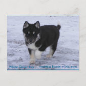 Aangenomen honden briefkaart (Voorkant)