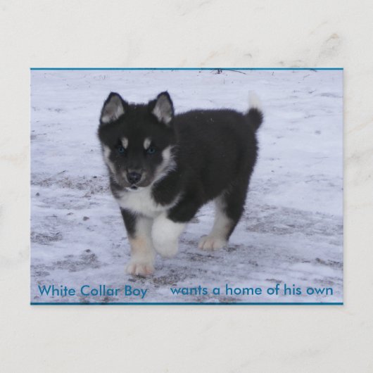 Aangenomen honden briefkaart (Voorkant)