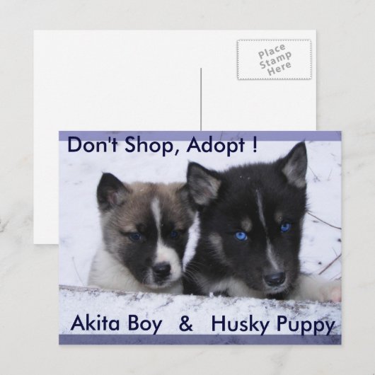 Aangenomen honden briefkaart (Voorkant / Achterkant)