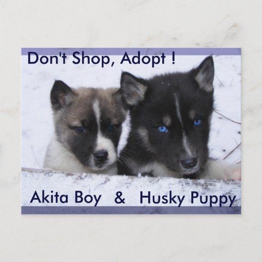 Aangenomen honden briefkaart (Voorkant)