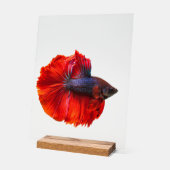 Aangepast 11 "x 14" Acryl Teken, met Houtblok Acryl Bord (Hoek)